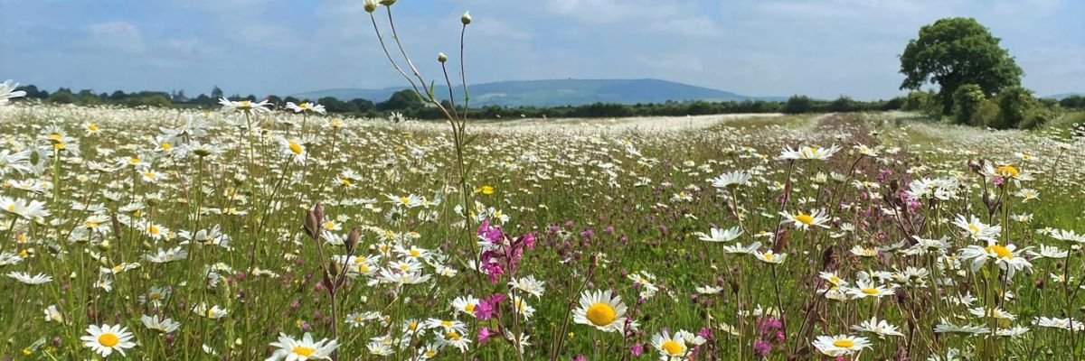 Wildflower Meadows  Carbon Offsetting Fight Climate Change – Meadowmania UK