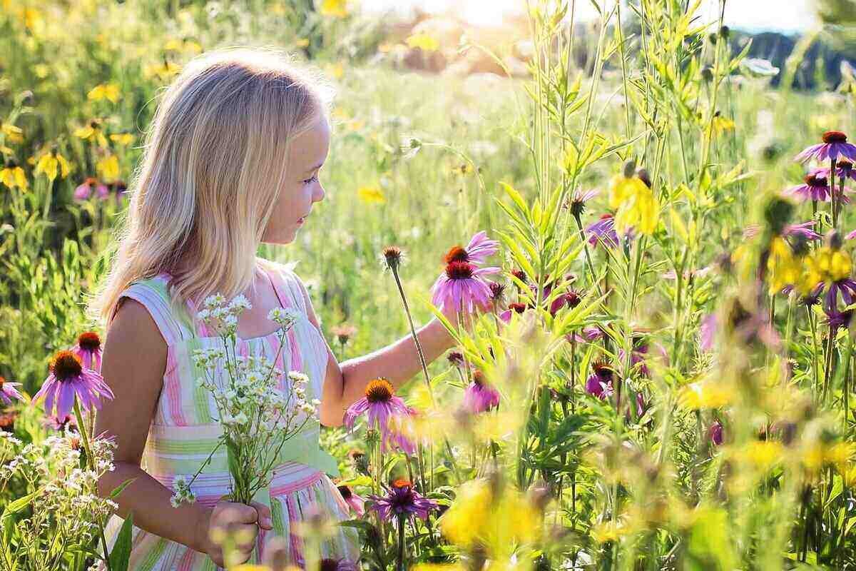 How to Grow a Wildflower Meadow