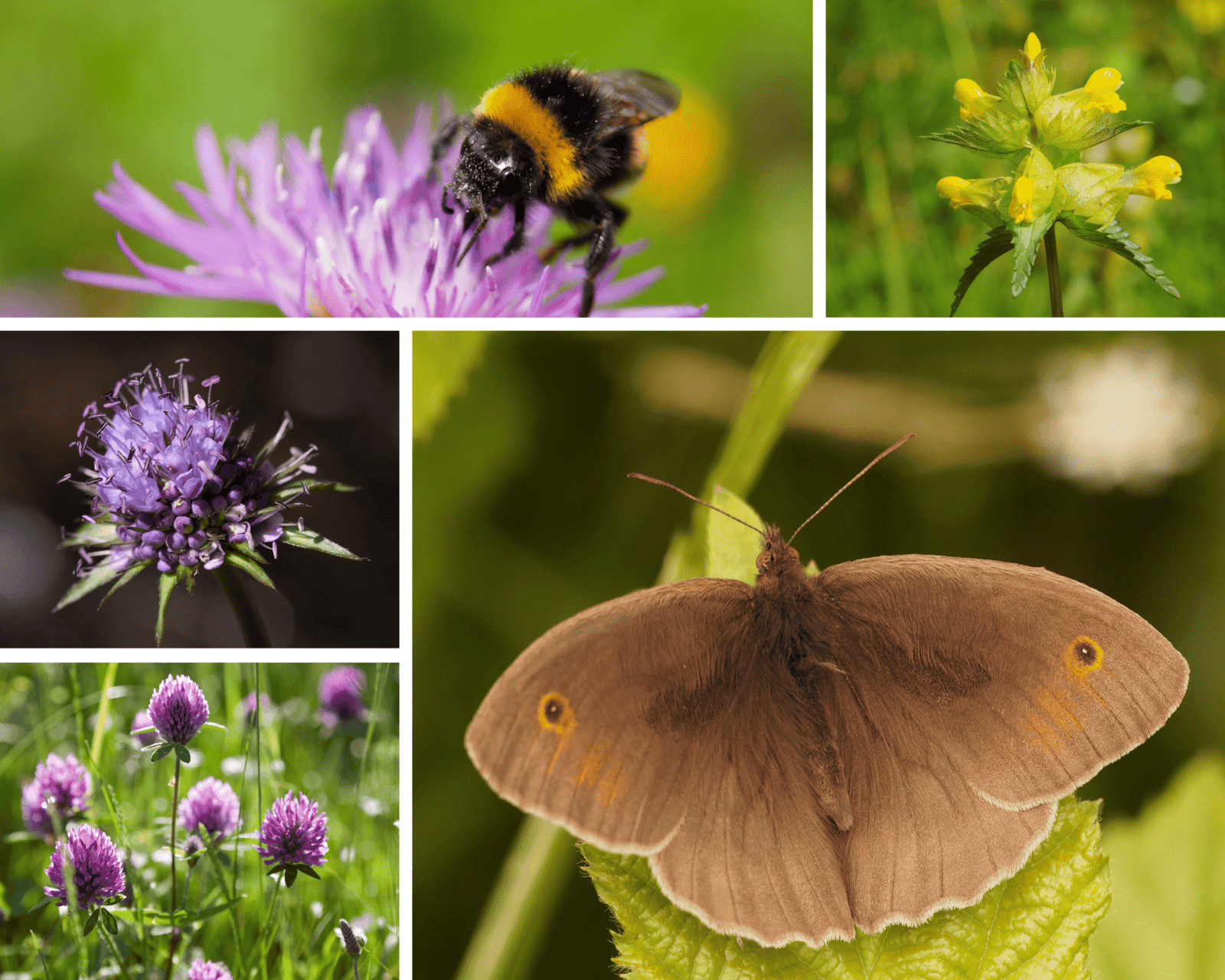Meadow makers and pollinators By Richard and Wendy Nairn - RHSI