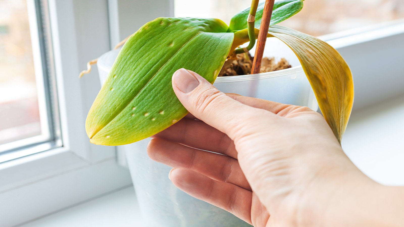 Why Is My Orchid Dying? 5 Common Causes  How To Save It | Gardening Know  How