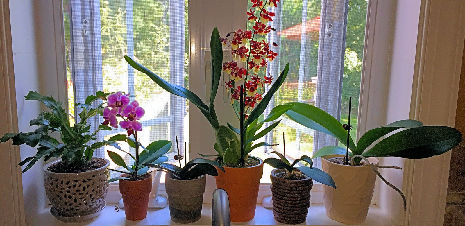 How to Care for Orchids: A Comprehensive Organic Guide | Earthworm  Technologies – Earthworm Technologies®