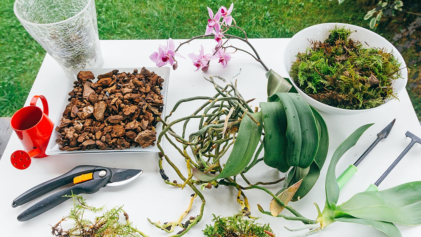 DIY Orchid Potting Mix Recipes To Boost Blooms  Save Money | Gardening  Know How
