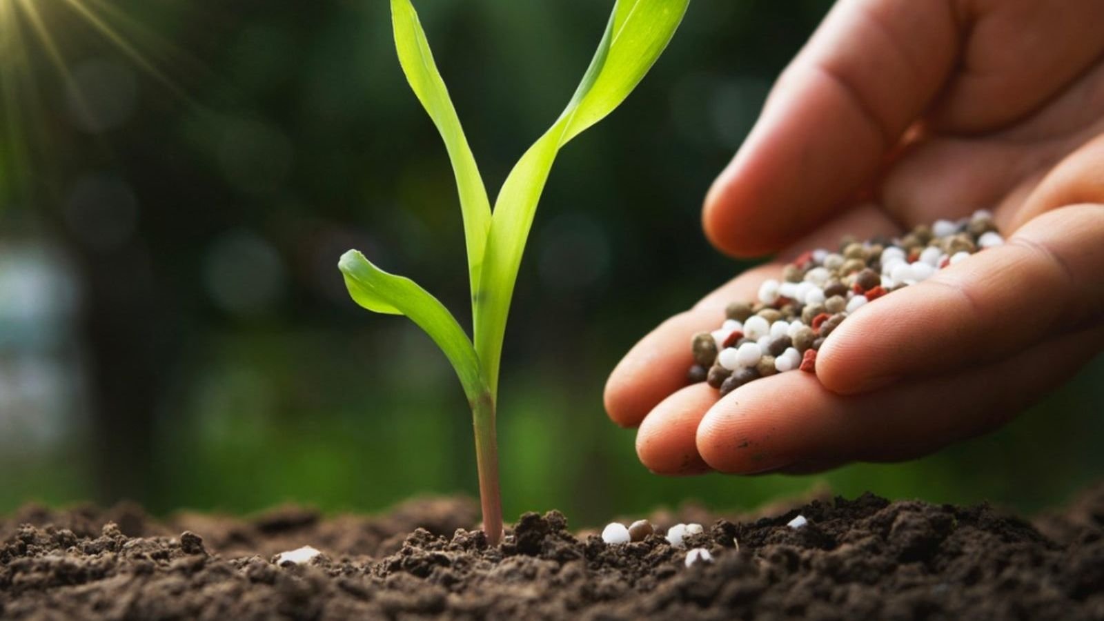 Too Much Fertilizer On Plants: Managing Fertilizer Burn In Gardens