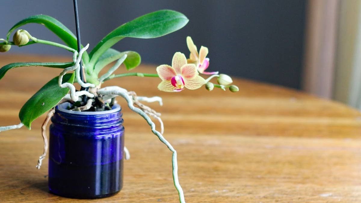 Orchid Care for Beginners (Tips From a Lifelong Grower)
