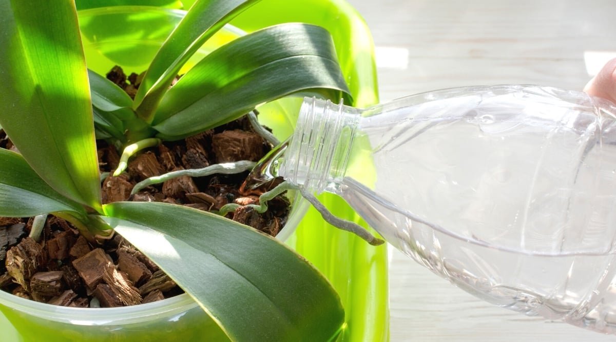 15 Common Mistakes to Avoid When Growing Orchids
