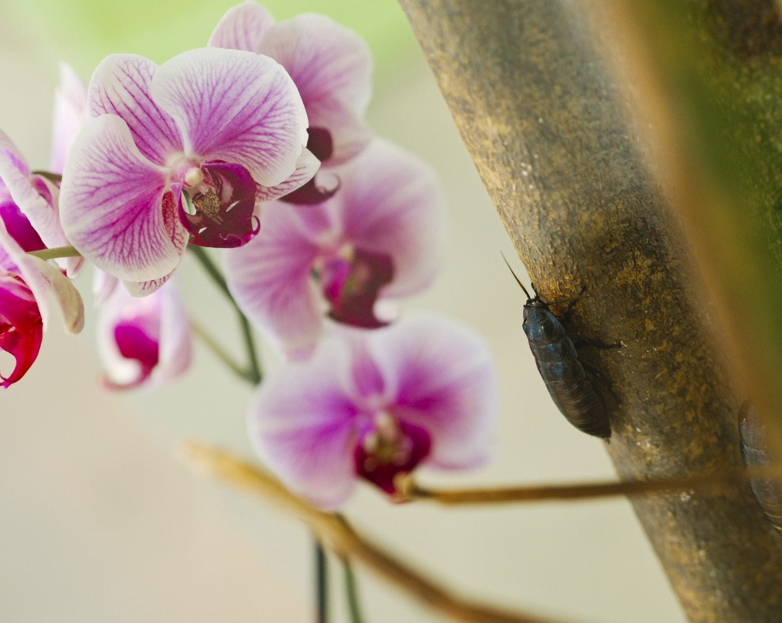 Orchid Pest Management: Treating Common Orchid Flower Pests | Gardening  Know How