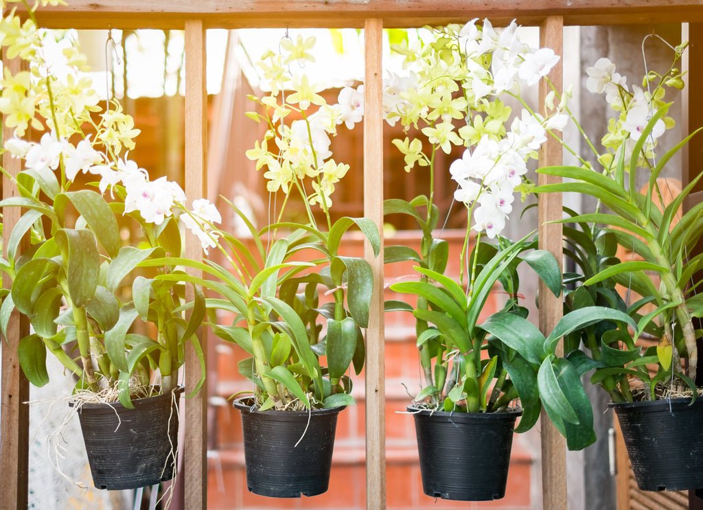 Orchid Care: Why Are Leaves of My Orchid Plant Turning Yellow? – Orchid  Republic Floral Boutique