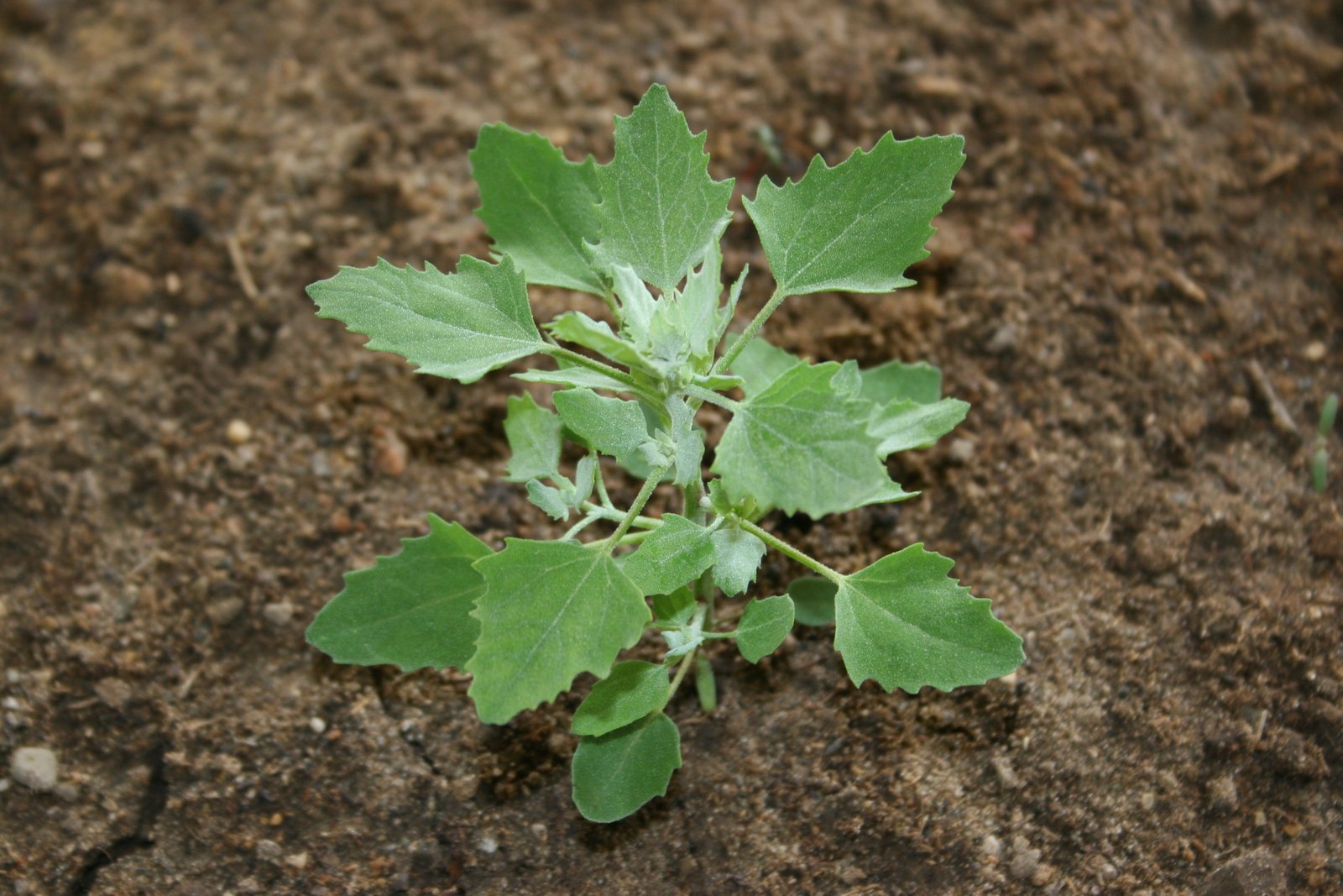 Common lambsquarters – Chenopodium album - Plant  Pest Diagnostics