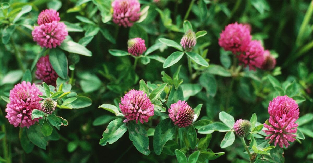 Red Clover: Benefits, Uses, and Side Effects