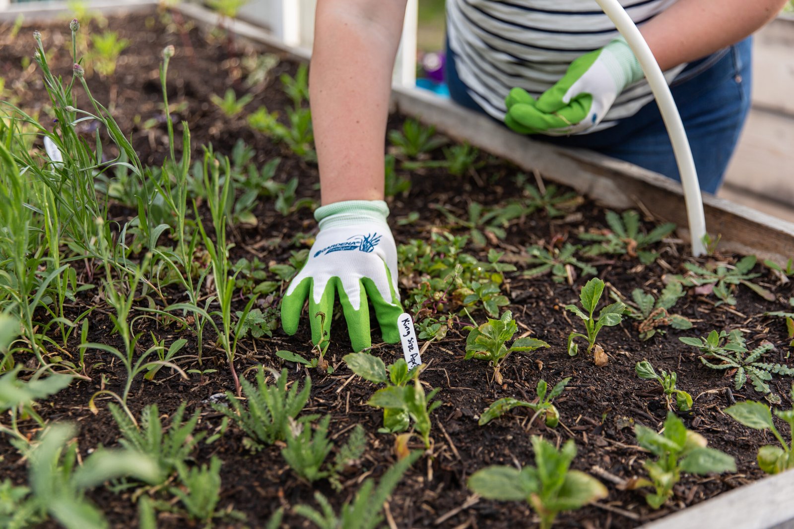 Weeds vs. Plants: Simple Tricks to Differentiate Between Weeds and  Vegetables in the Garden | Shifting Roots