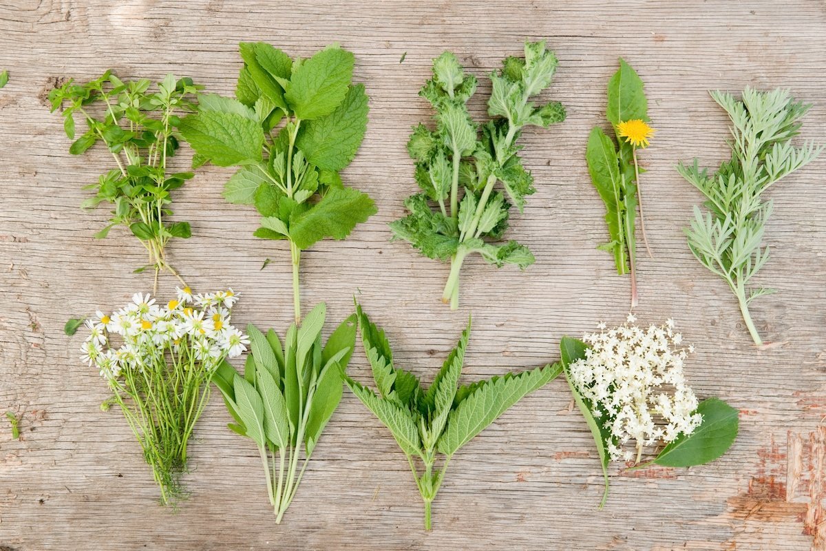 Wild  Medicinal Plant Foraging Class - My Ballard