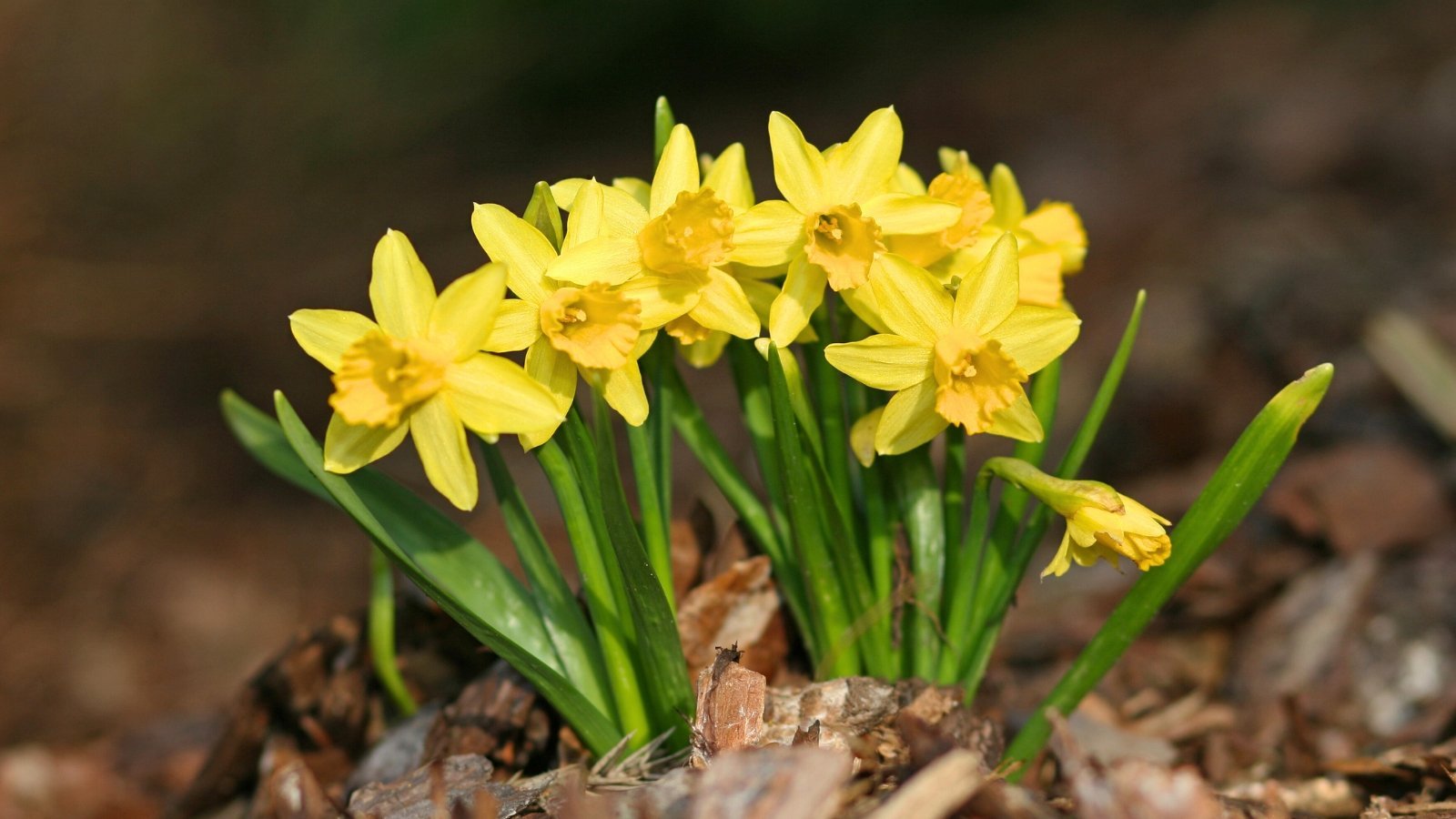 13 Mini Daffodil Varieties to Plant This Season