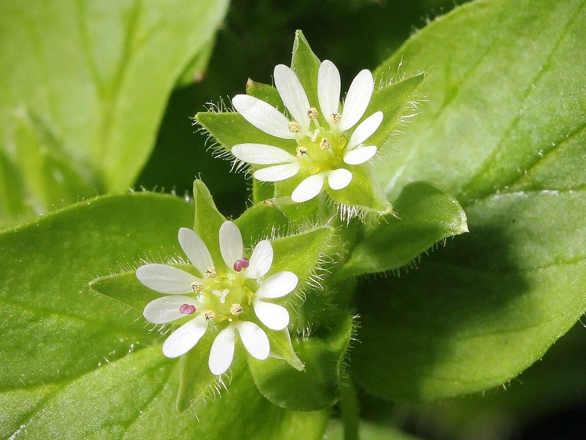 Stellaria media - Wikipedia