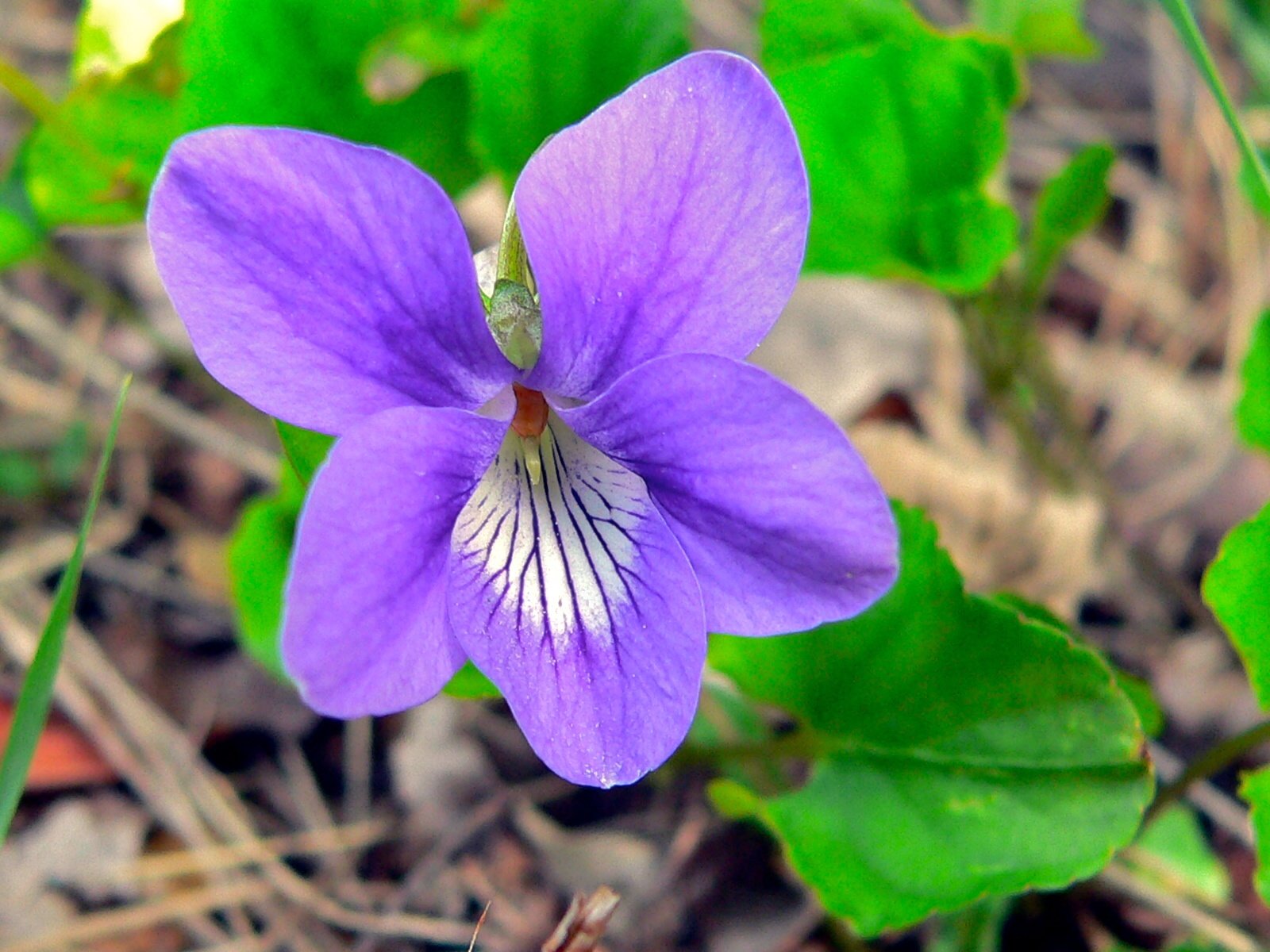 File:Common Violet (Viola odorata) (8337402801).jpg - Wikimedia Commons