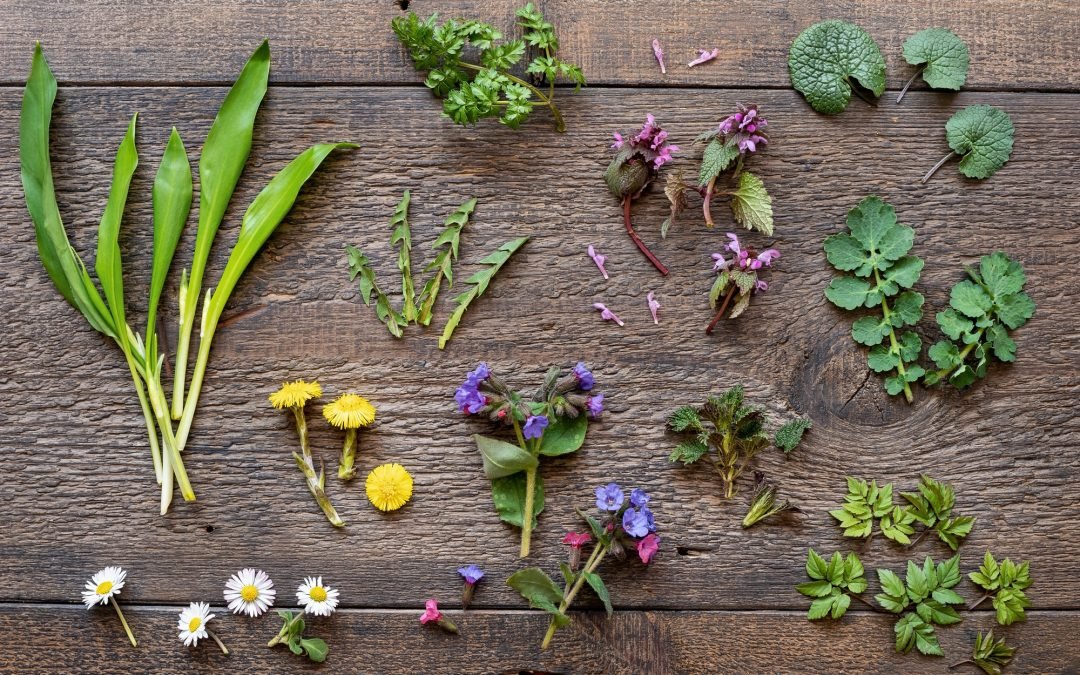 How to Forage Healing and Medicinal Herbs and Plants - True Relaxations