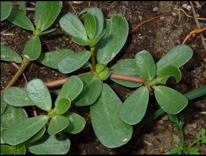 Know Your Park Lands Plants: Common purslane — Adelaide Park Lands  Association