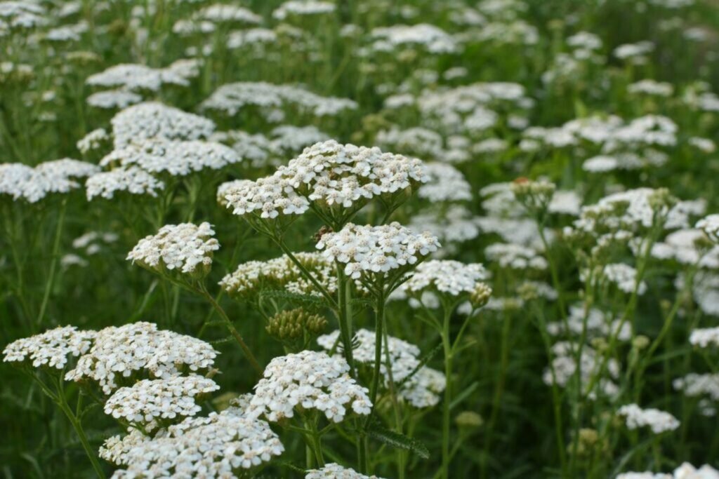 Common yarrow: planting, care guide  uses - Plantura