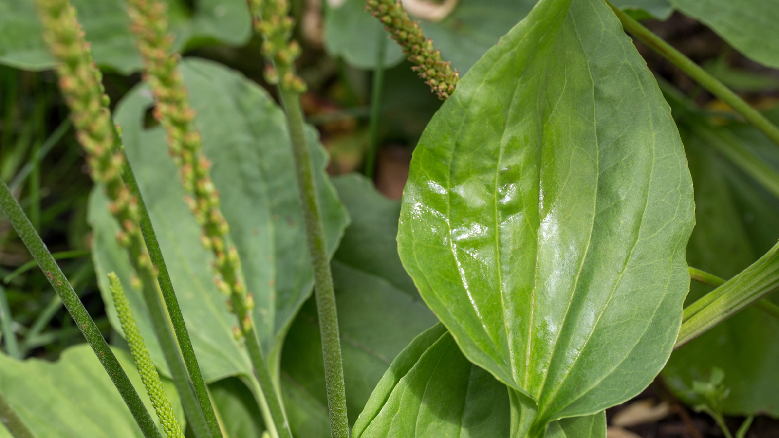 Broadleaf Plantain (Plantago major) Growing Guide – leehouse.co