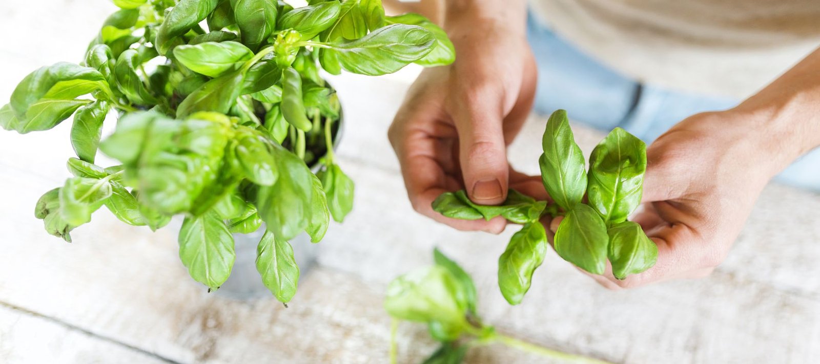 Basil, the Herb That Belongs in Every Kitchen – SurvivalGardenSeeds