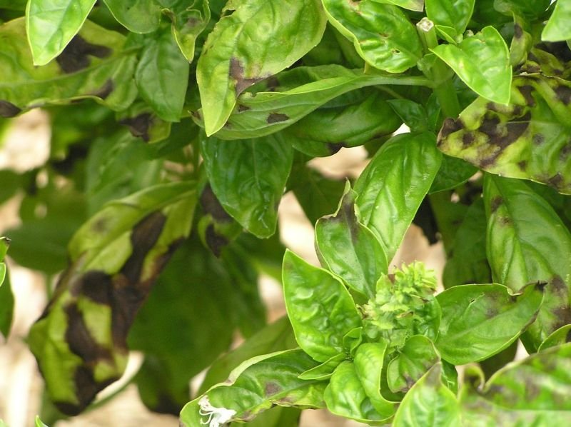 5 Common Basil Diseases: Identification And Treatment Guide - UrbanLeafy.com