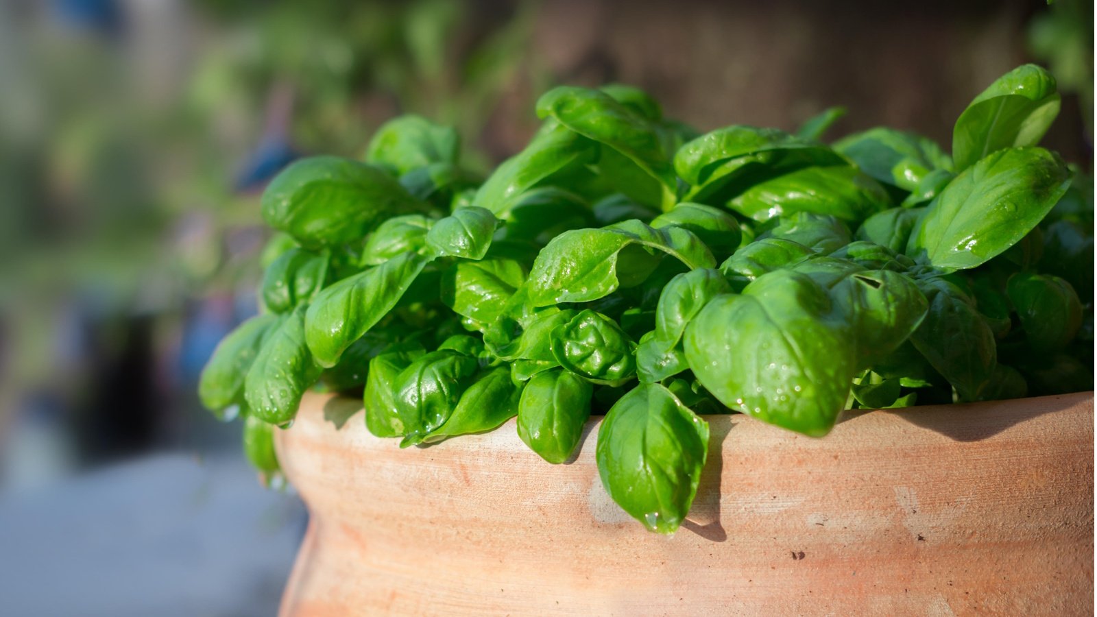 How often to water basil: expert advice for healthy herbs | Homes and  Gardens