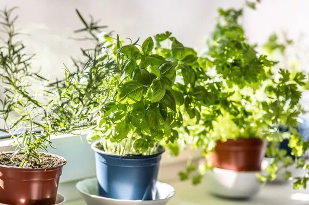 Revive dead basil plants in 12 hours with this 5-second hack | Wales Online