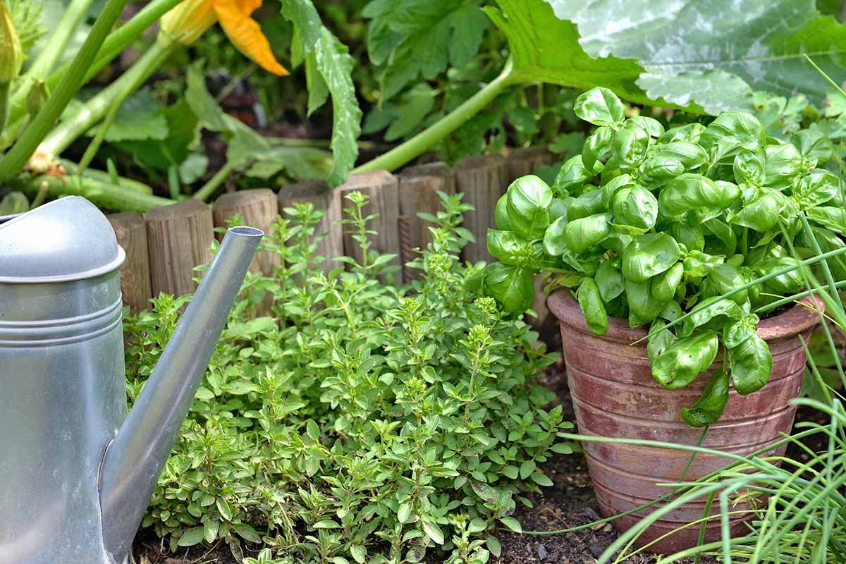 When and How to Water Basil Plants | Gardener's Path