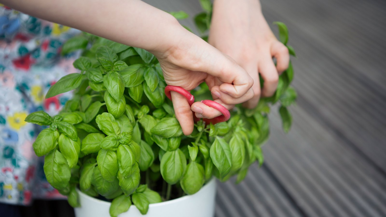 How to prune basil – and the best time to do it | Homes and Gardens