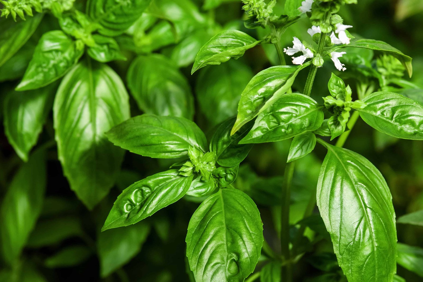 How Often Do You Water Basil? 7 Critical Tips for a Thriving Plant - A-Z  Animals