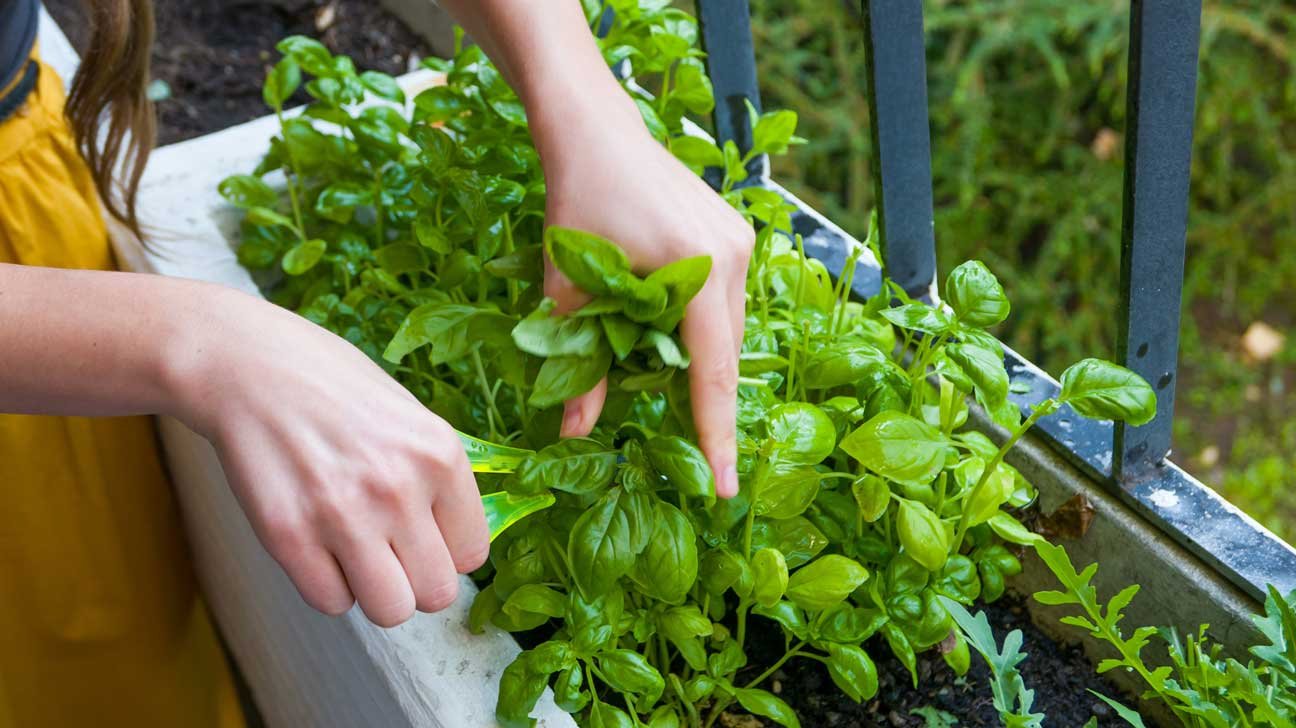 Basil: Nutrition, Health Benefits, Uses and More