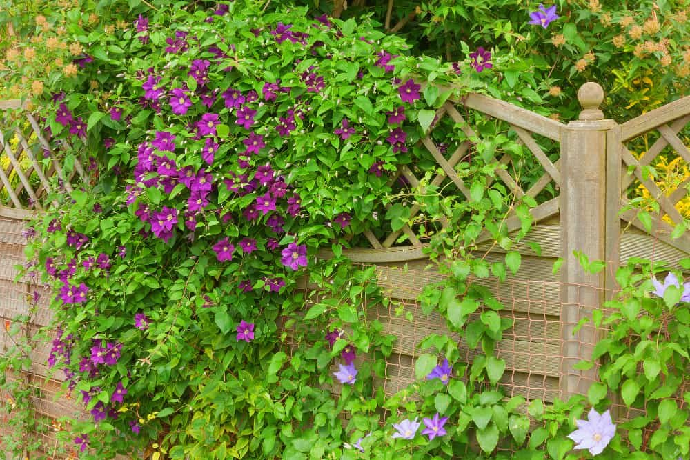 Growing Clematis (the Complete Guide) - Gingham Gardens