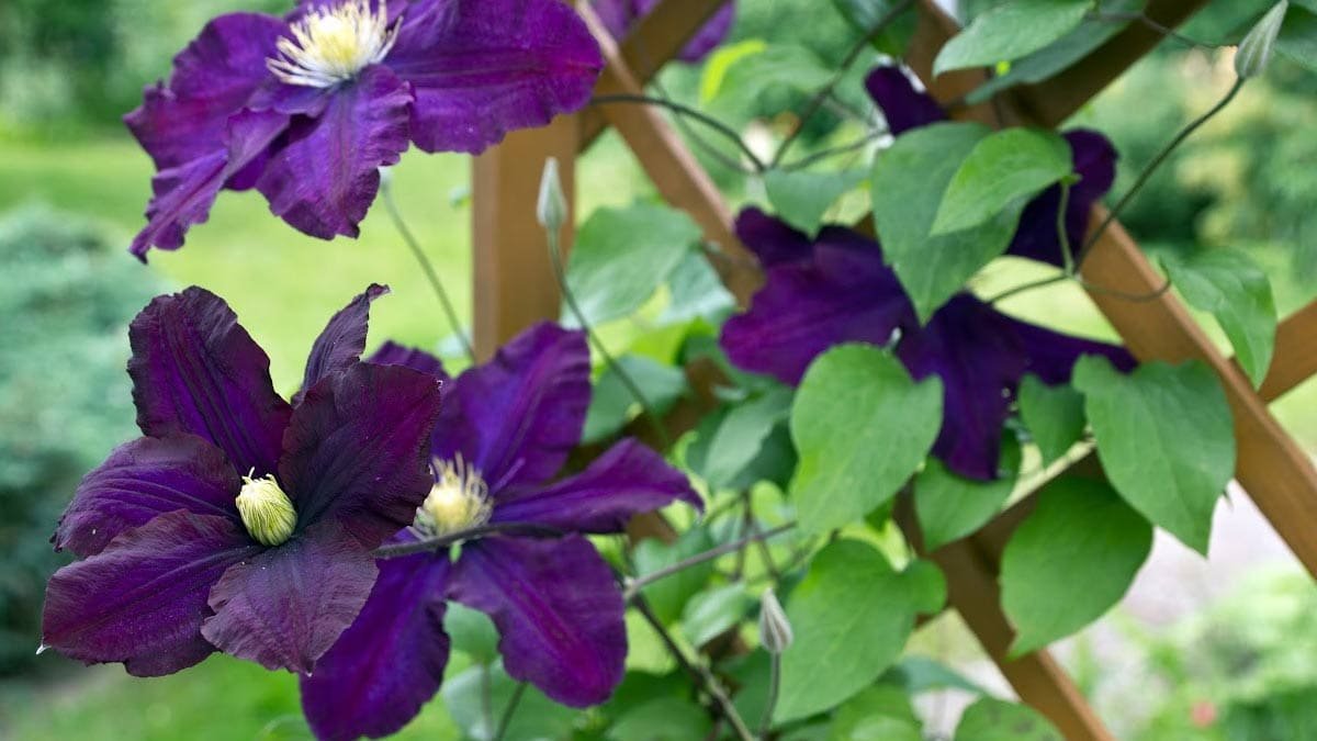 Tips for Choosing the Right Clematis Trellis