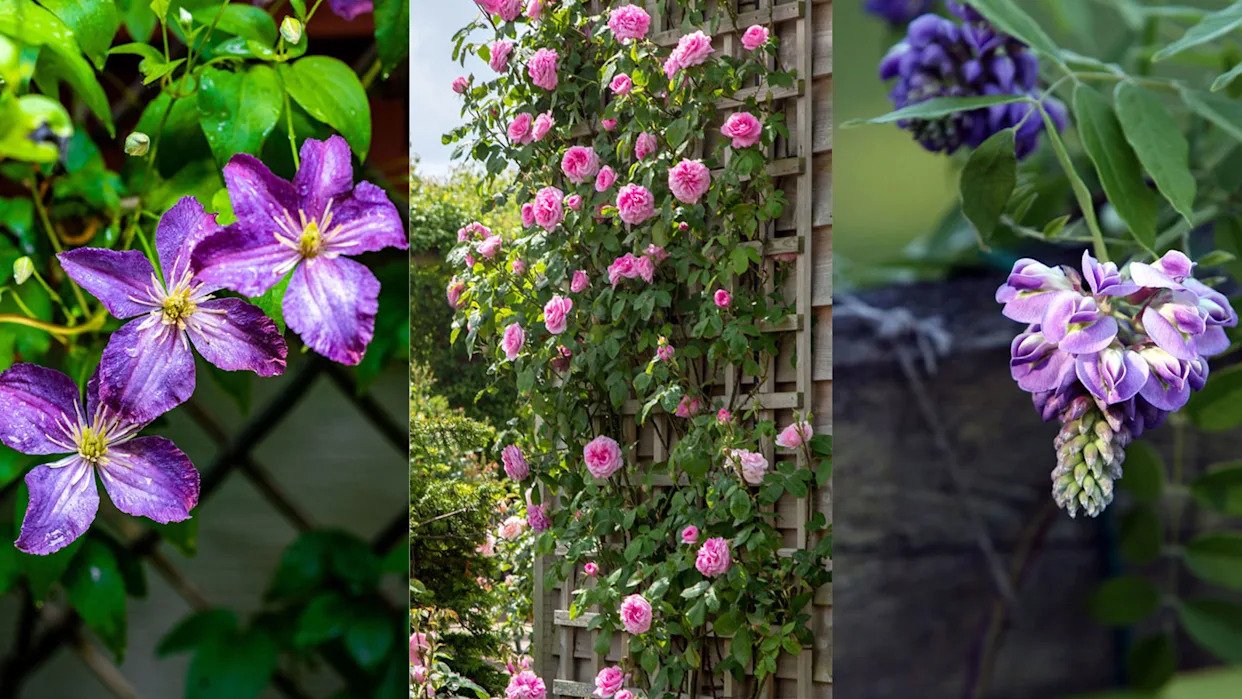 Best plants to cover a fence – 10 ways to disguise a fence with beautiful  flowers and foliage