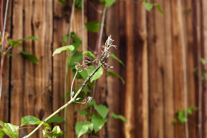 9 Reasons for Yellow Clematis Leaves | Gardener's Path