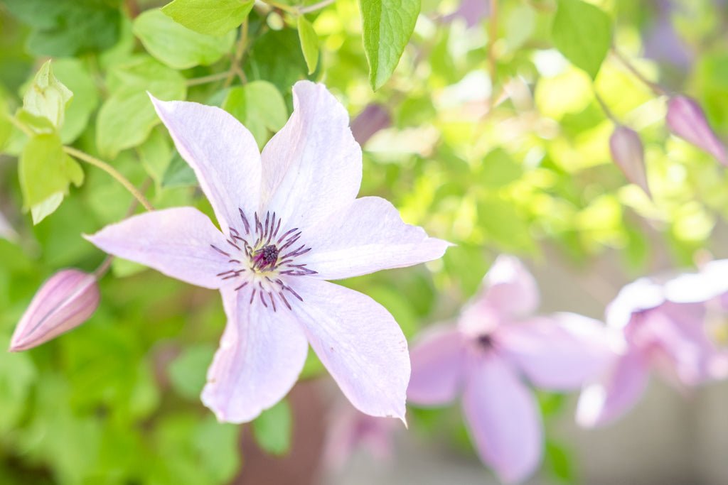 All About Clematis – Cornell Farm