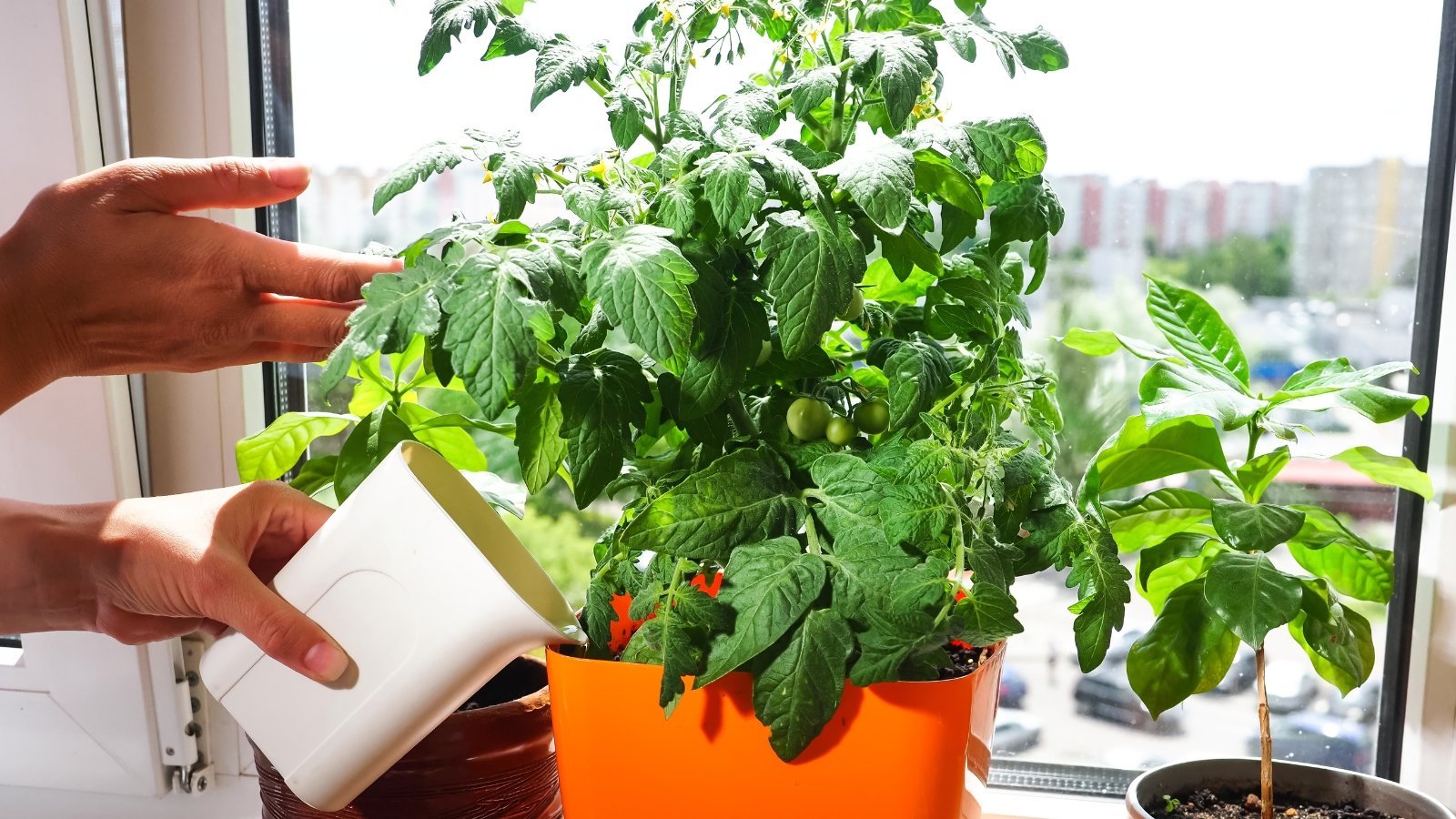 10 Things You Should Never Do When Growing Tomatoes in Containers