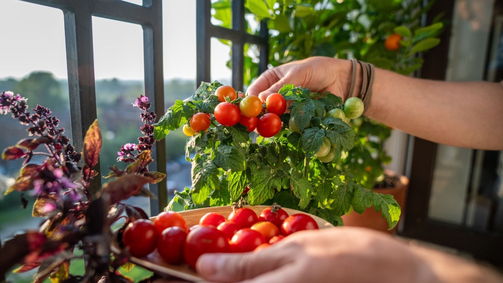 Best Tomatoes For Containers: 10 Varieties For Small Spaces | Gardening  Know How