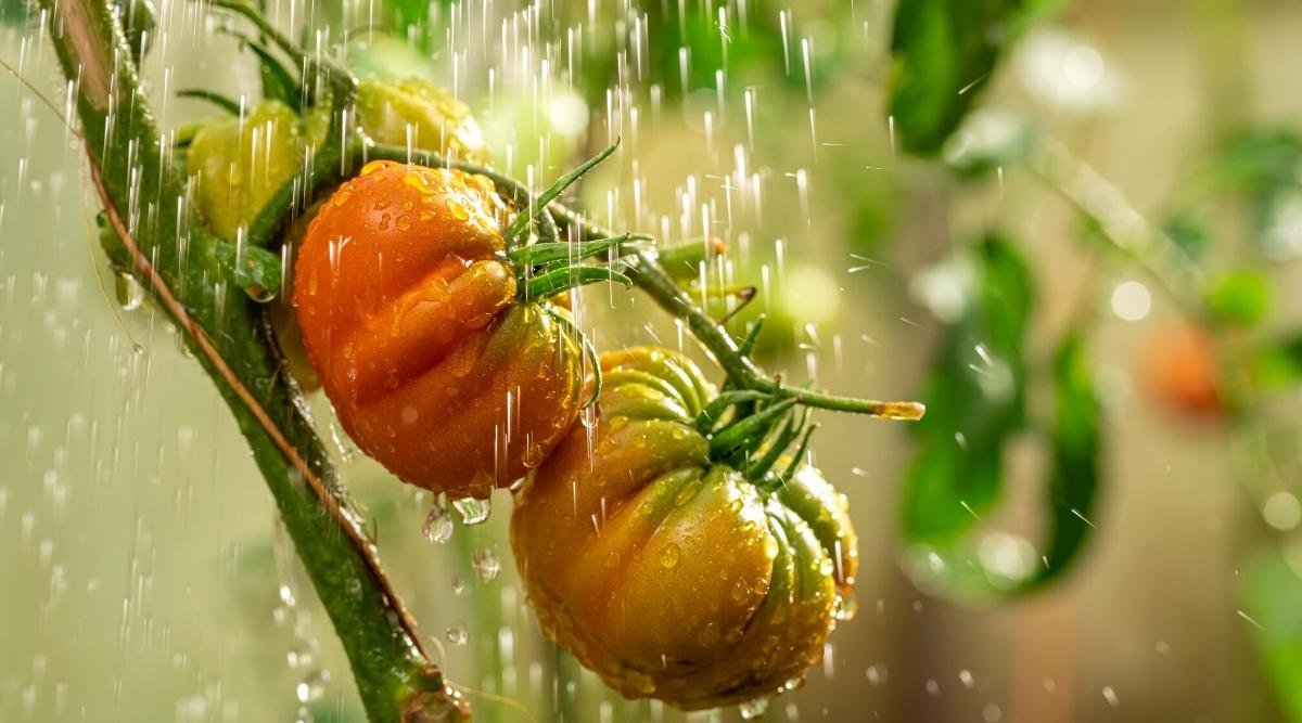 How Much  How Often Should You Water Tomato Plants?