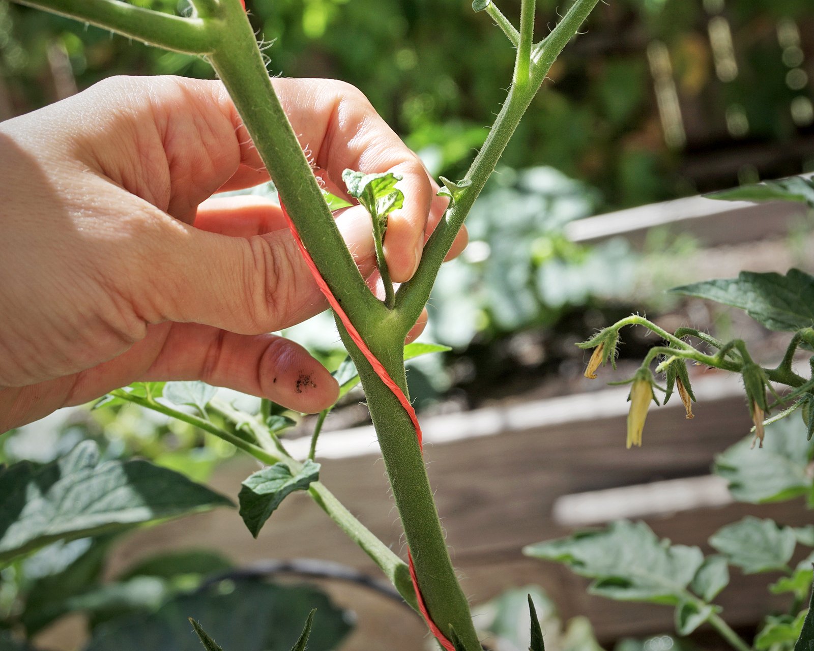 Pinching Plants: Grow Bushier Plants That Bloom Longer | Gardening Know How