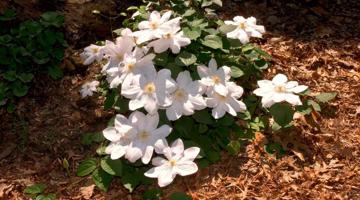 How to Overwinter Your Clematis