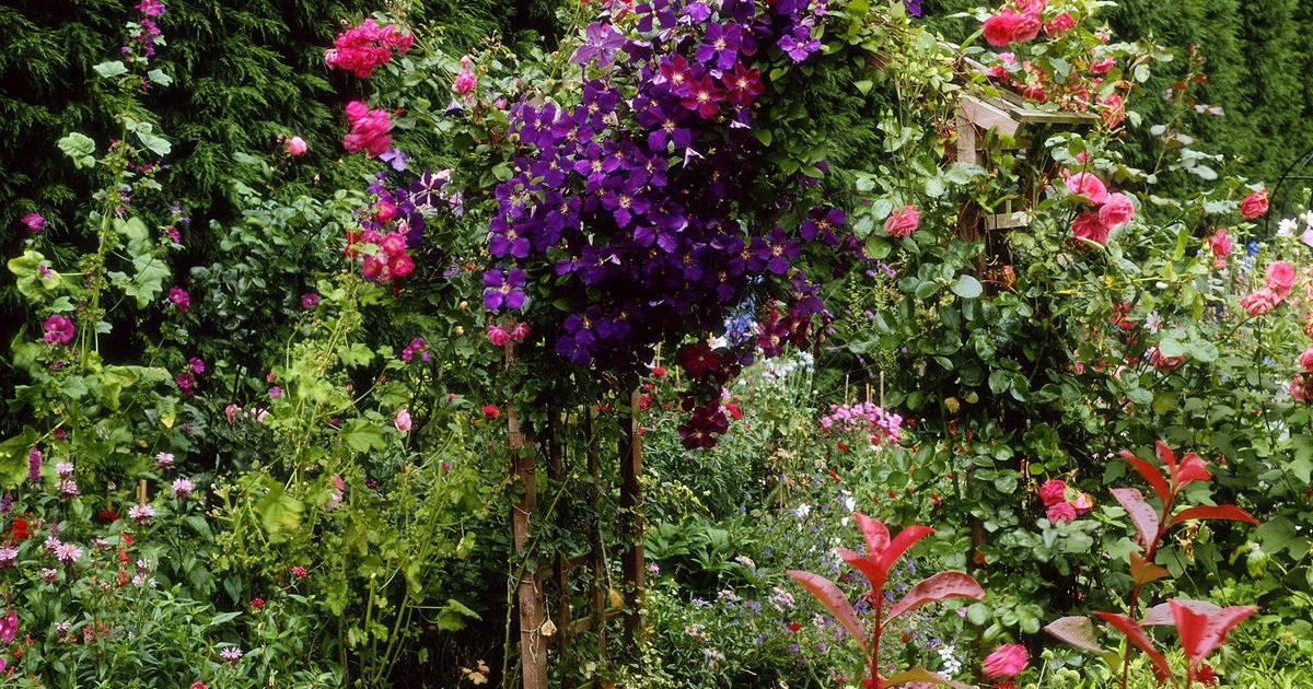 What to Grow with Clematis | BBC Gardeners World Magazine