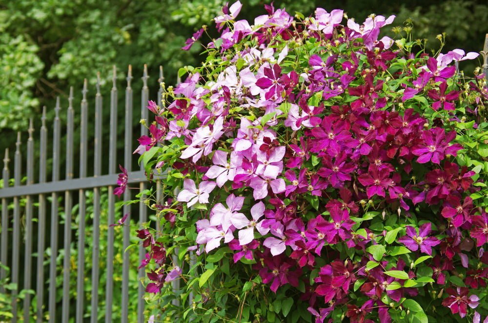 Clematis Care - Millcreek Gardens