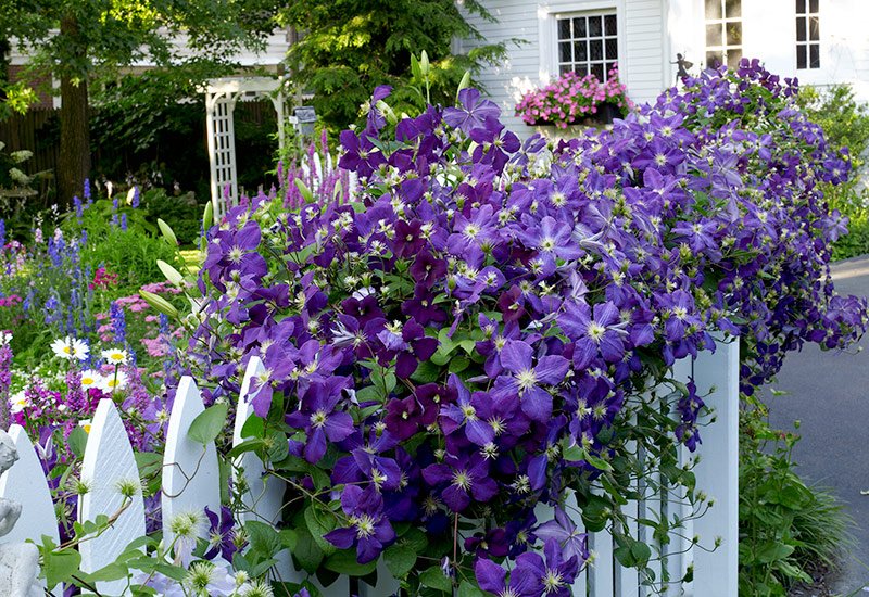 A Clematis for Every Garden | Garden Gate