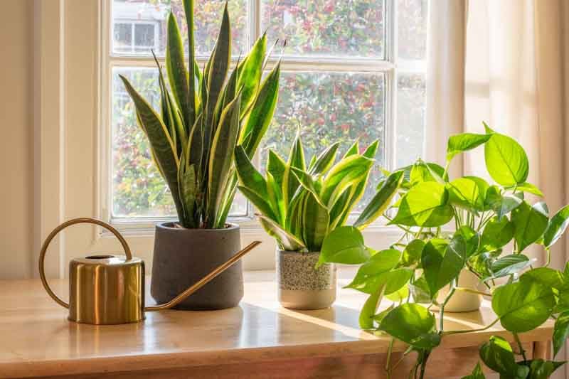 Snake Plant Care and Best Varieties