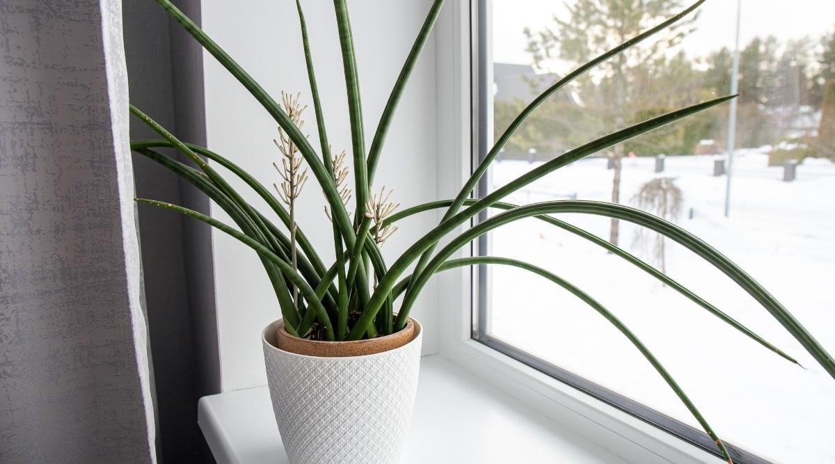 Dracaena Varieties: 37 Different Types of Snake Plants