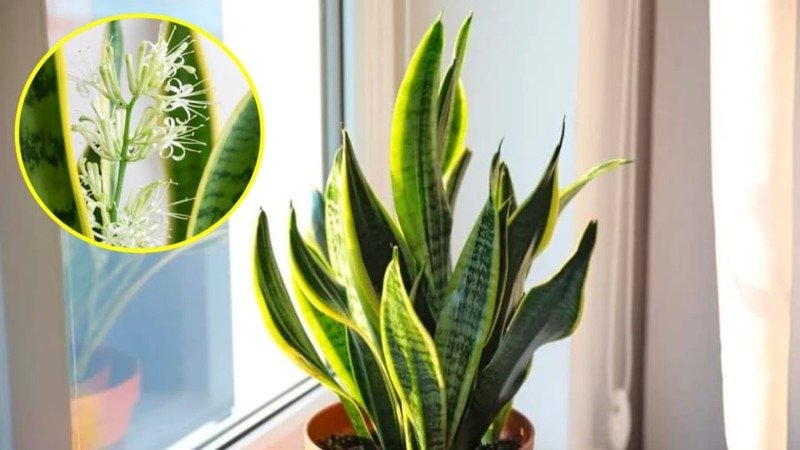 Tìm hiểu ý nghĩa khi cây lưỡi hổ ra hoa và cách chăm sóc
