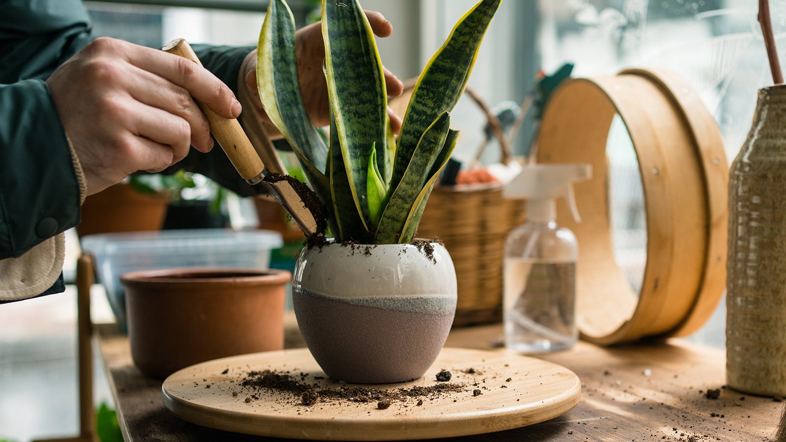 How to repot a snake plant: plus 5 signs it needs a new pot | Homes and  Gardens