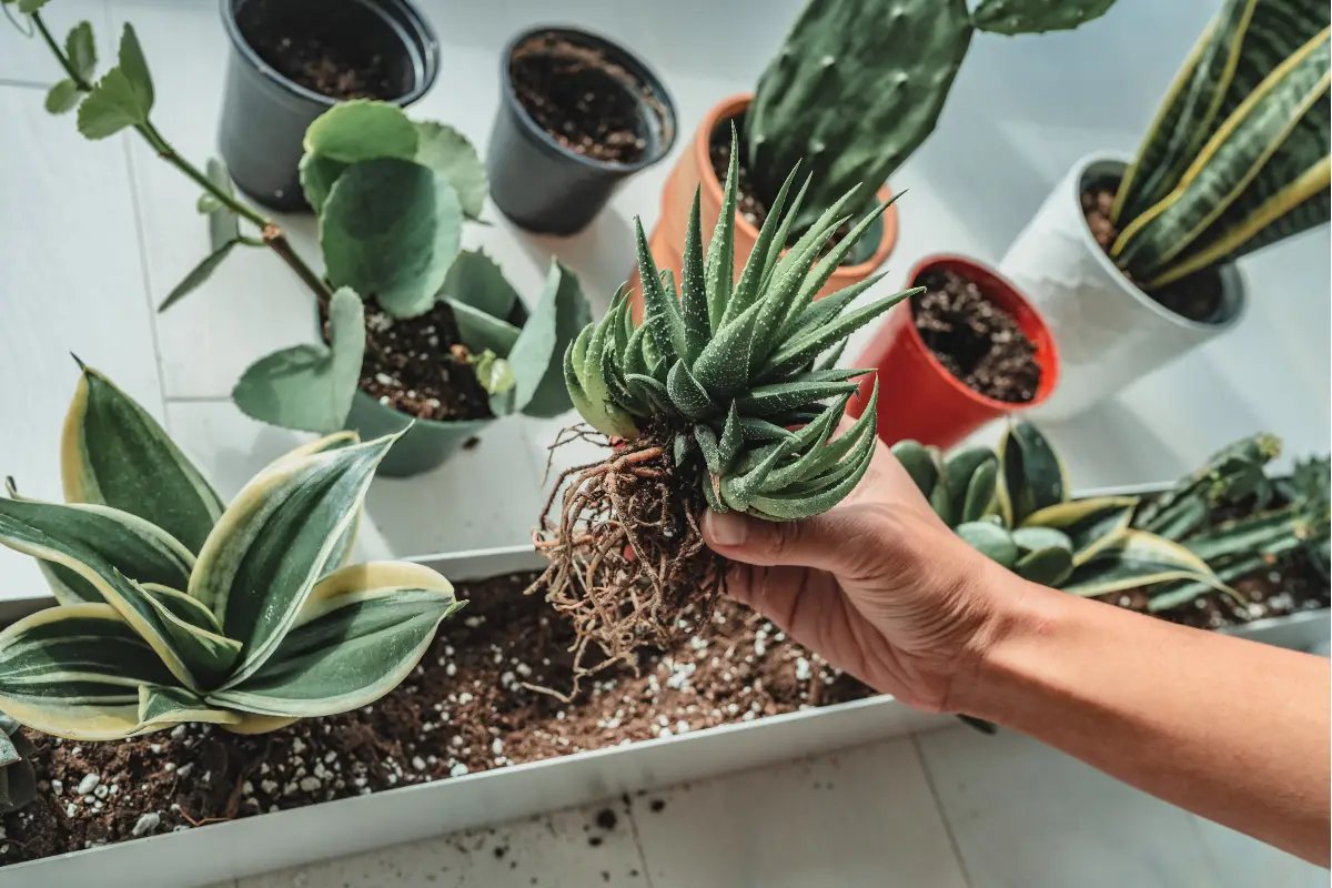 Snake Plant Soil Requirements: The Best Soil Type For Your Snake Plants And  More! - AI Garden Composer