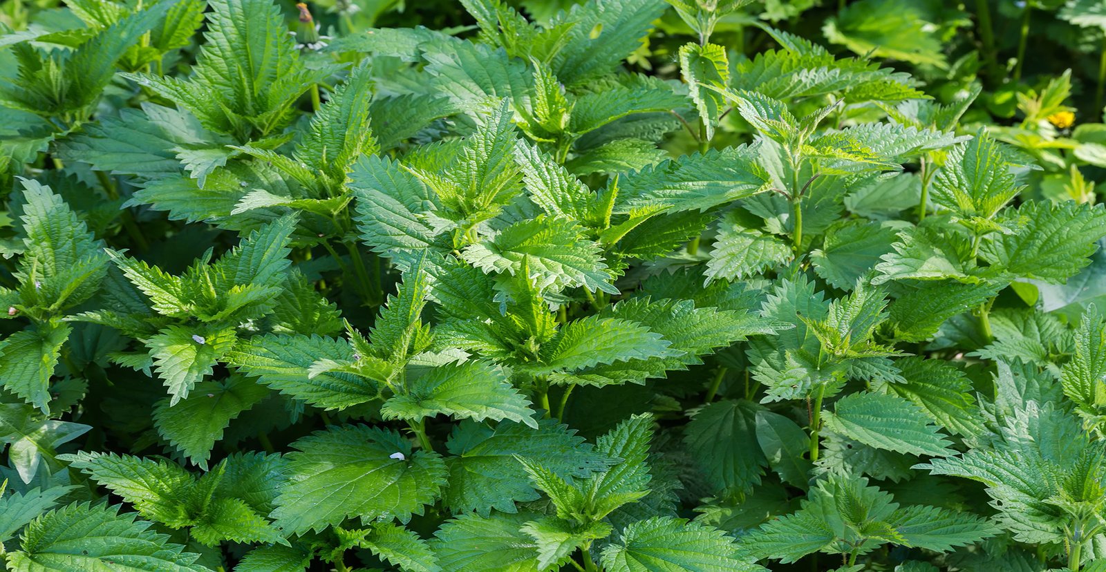 The wonderful world of nettles | Natural History Museum