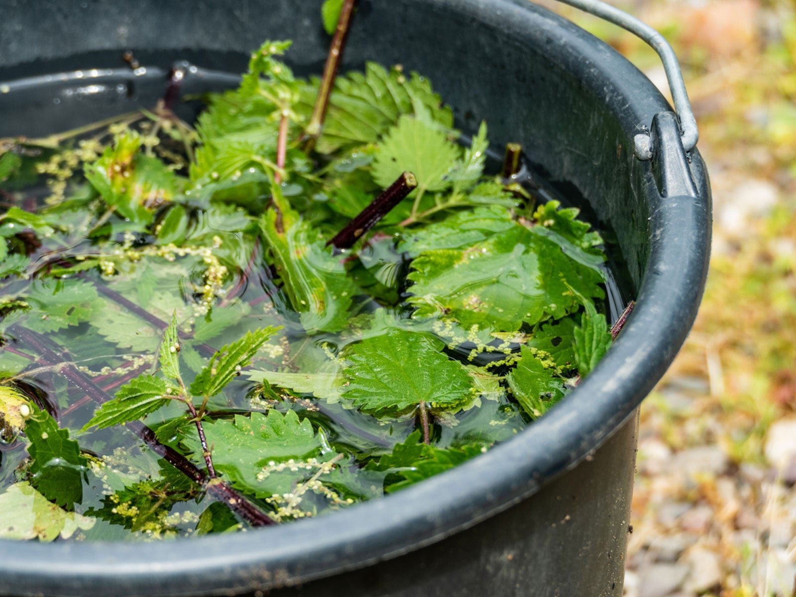 Nettle Leaf Plant Food - Learn About Nutrients In Stinging Nettle Fertilizer  | Gardening Know How